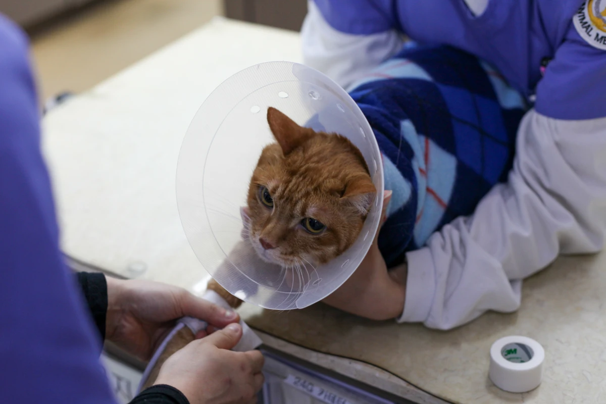 강아지·고양이 맞춤 검진 패키지