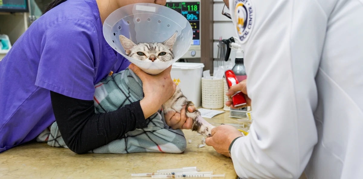 노령동물·고양이 전담 의료진