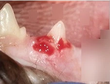 고양이 스케일링 비용만 보다가 놓치게 되는 1가지(석/박사 의료진의 조언)