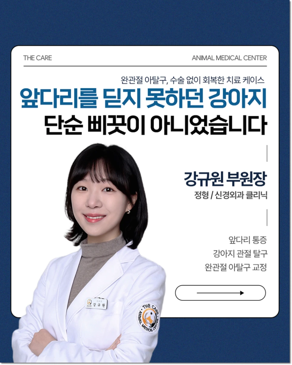 24시더케어동물의료센터 강규원 부원장 시술 갑자기 다리를 저는 우리 아이 꼭 수술만이 답일까요